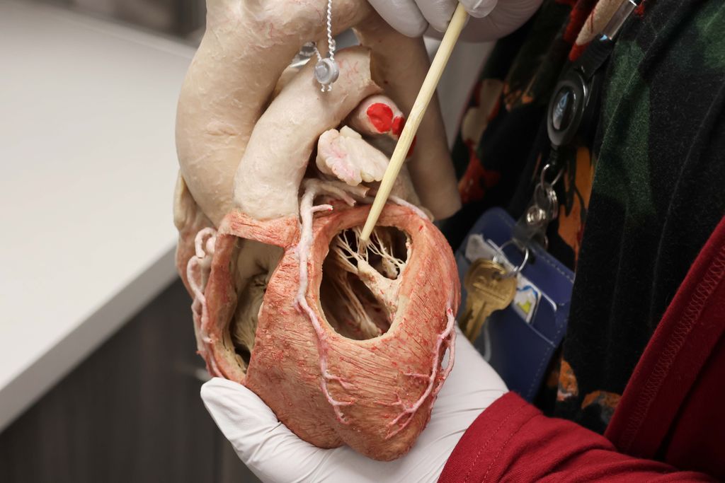 A human hand wearing a protective glove holds a plastinated human heart.